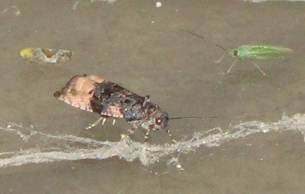 Metendothenia atropunctana (Tortricidae)? S